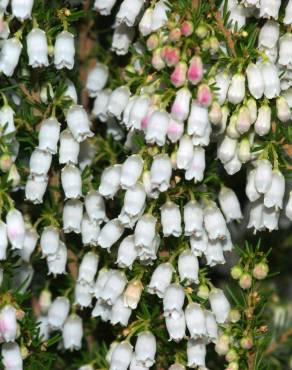 Fotografia 11 da espécie Erica lusitanica no Jardim Botânico UTAD