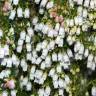 Fotografia 11 da espécie Erica lusitanica do Jardim Botânico UTAD