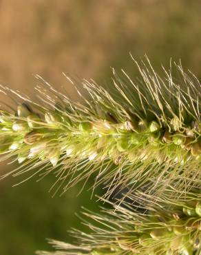 Fotografia 3 da espécie Setaria viridis no Jardim Botânico UTAD