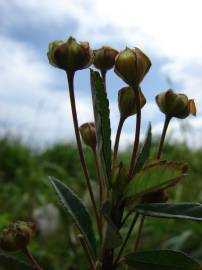 Fotografia da espécie Sida rhombifolia