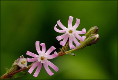 Fotografia da espécie Silene colorata