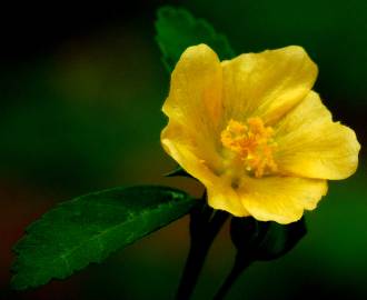 Fotografia da espécie Sida rhombifolia