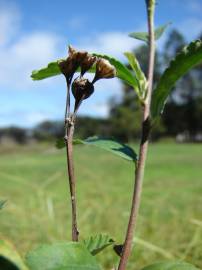 Fotografia da espécie Sida rhombifolia