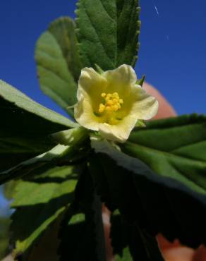 Fotografia 4 da espécie Sida rhombifolia no Jardim Botânico UTAD