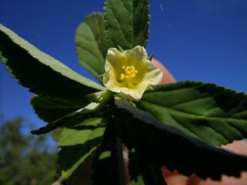 Fotografia da espécie Sida rhombifolia