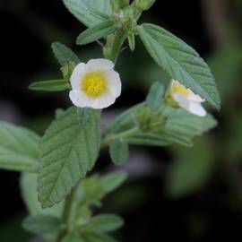 Fotografia da espécie Sida rhombifolia