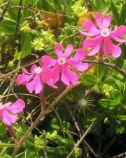 Fotografia da espécie Silene tuberculata