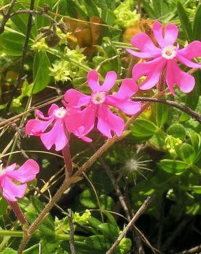 Fotografia 1 da espécie Silene tuberculata no Jardim Botânico UTAD