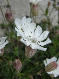 Fotografia da espécie Silene uniflora subesp. uniflora