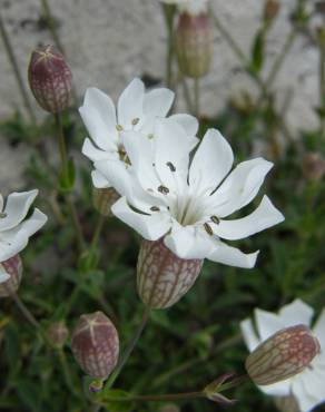 Fotografia 6 da espécie Silene uniflora subesp. uniflora no Jardim Botânico UTAD
