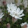 Fotografia 6 da espécie Silene uniflora subesp. uniflora do Jardim Botânico UTAD