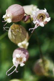 Fotografia da espécie Silene vulgaris subesp. vulgaris