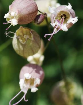 Fotografia 7 da espécie Silene vulgaris subesp. vulgaris no Jardim Botânico UTAD