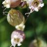 Fotografia 7 da espécie Silene vulgaris subesp. vulgaris do Jardim Botânico UTAD