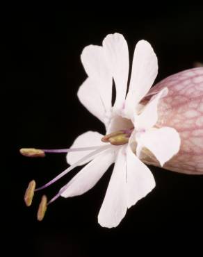 Fotografia 8 da espécie Silene vulgaris subesp. vulgaris no Jardim Botânico UTAD