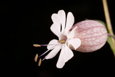 Fotografia da espécie Silene vulgaris subesp. vulgaris