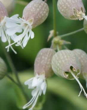 Fotografia 9 da espécie Silene vulgaris subesp. vulgaris no Jardim Botânico UTAD