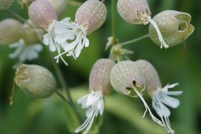 Fotografia da espécie Silene vulgaris subesp. vulgaris