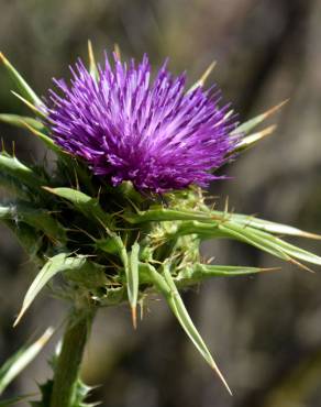 Fotografia 1 da espécie Silybum marianum no Jardim Botânico UTAD