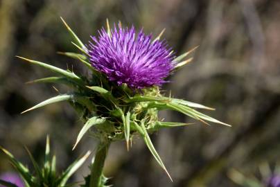 Fotografia da espécie Silybum marianum