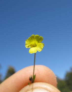 Fotografia 3 da espécie Linum trigynum subesp. trigynum no Jardim Botânico UTAD