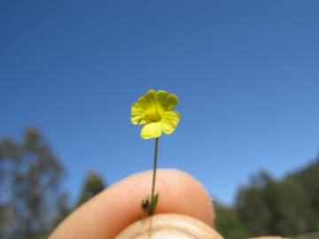 Fotografia da espécie Linum trigynum subesp. trigynum