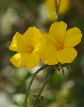 Fotografia 1 da espécie Linum trigynum subesp. trigynum no Jardim Botânico UTAD