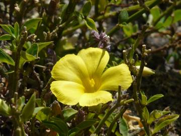 Fotografia da espécie Linum trigynum subesp. trigynum