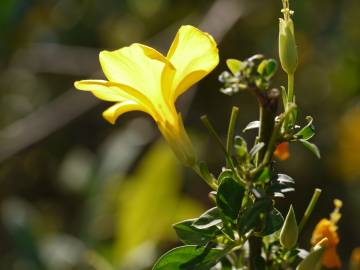 Fotografia da espécie Linum trigynum subesp. trigynum