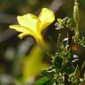 Fotografia 5 da espécie Linum trigynum subesp. trigynum do Jardim Botânico UTAD