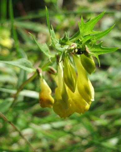 Fotografia de capa Melampyrum pratense - do Jardim Botânico