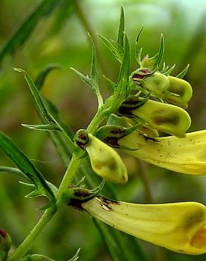 Fotografia 3 da espécie Melampyrum pratense no Jardim Botânico UTAD