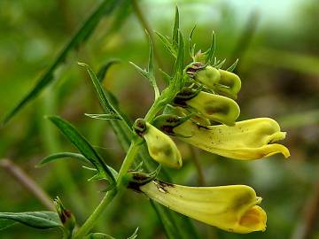 Fotografia da espécie Melampyrum pratense