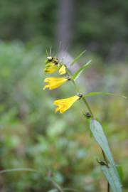 Fotografia da espécie Melampyrum pratense