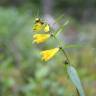 Fotografia 4 da espécie Melampyrum pratense do Jardim Botânico UTAD