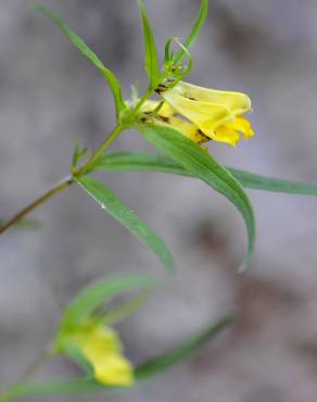 Fotografia 5 da espécie Melampyrum pratense no Jardim Botânico UTAD