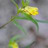 Fotografia 5 da espécie Melampyrum pratense do Jardim Botânico UTAD