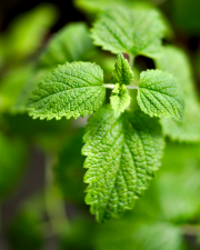 Fotografia da espécie Melissa officinalis