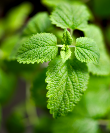 Fotografia da espécie Melissa officinalis subesp. altissima