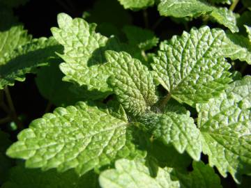 Fotografia da espécie Melissa officinalis subesp. altissima