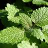 Fotografia 5 da espécie Melissa officinalis subesp. altissima do Jardim Botânico UTAD