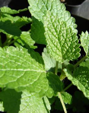 Fotografia 6 da espécie Melissa officinalis subesp. altissima no Jardim Botânico UTAD