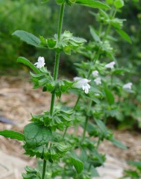 Fotografia 7 da espécie Melissa officinalis subesp. altissima no Jardim Botânico UTAD