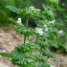 Fotografia 7 da espécie Melissa officinalis subesp. altissima do Jardim Botânico UTAD