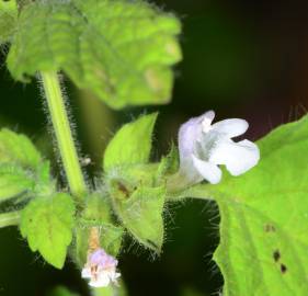 Fotografia da espécie Melissa officinalis subesp. altissima