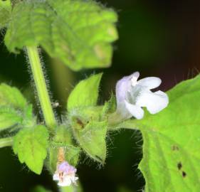 Fotografia da espécie Melissa officinalis subesp. altissima