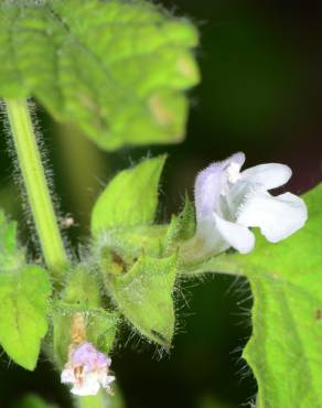 Fotografia 9 da espécie Melissa officinalis subesp. altissima no Jardim Botânico UTAD