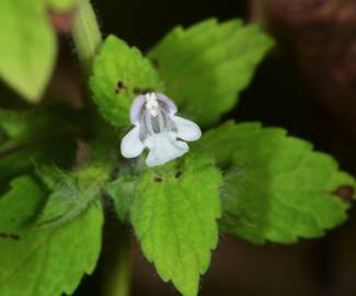 Fotografia da espécie Melissa officinalis subesp. altissima