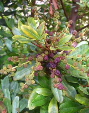 Fotografia 5 da espécie Myrica faya no Jardim Botânico UTAD