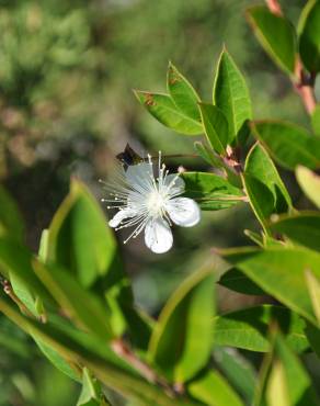 Fotografia 6 da espécie Myrtus communis no Jardim Botânico UTAD